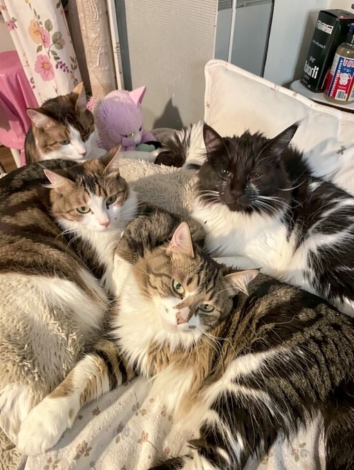 Four fluffy domestic cats, including two tabbies and a black-and-white tuxedo, cuddling together on a bed with floral sheets and a pink stuffed toy nearby.