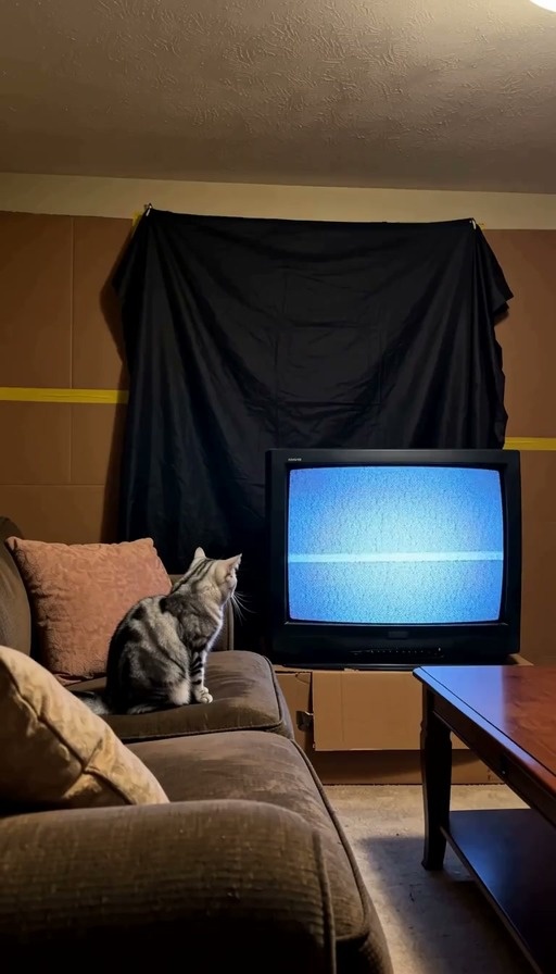 A silver tabby cat watches a CRT television displaying static and then a well, followed by a long-haired black cat emerging from a cardboard box labeled "SCARY WELL" to mimic the horror movie villain Samara in this charming low-budget remake.