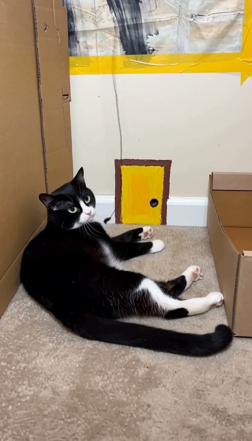 A black and white cat lies on a carpet near a small yellow door painted on cardboard, then later scenes show cats wearing button eyes eating from a bowl labeled Other Home.